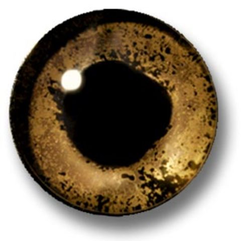 Eating Eyeballs and Guts or Starving