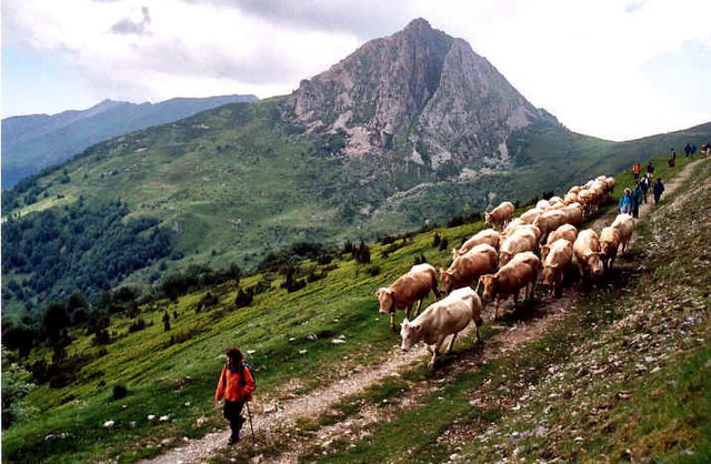 TRANSHUMANCE