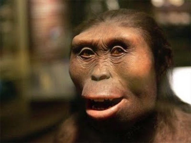 Ardipithecus kadabba