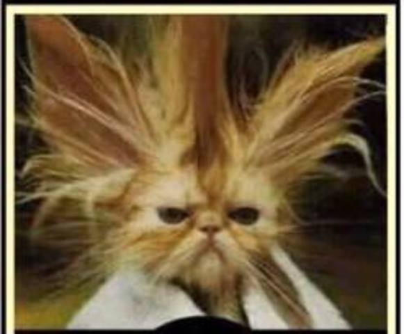 A.P. World History Exam