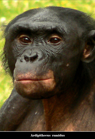 Ardipithecus ramidus