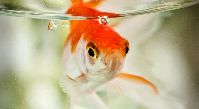 ElAko bazkide-babesle egin