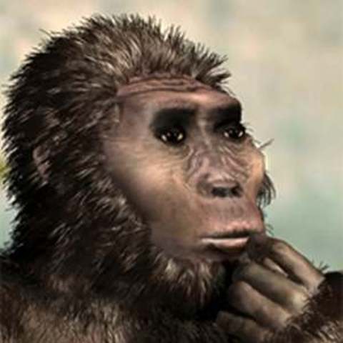Australopithecus bahrelghazali