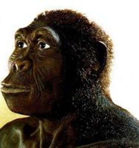 Homo habilis