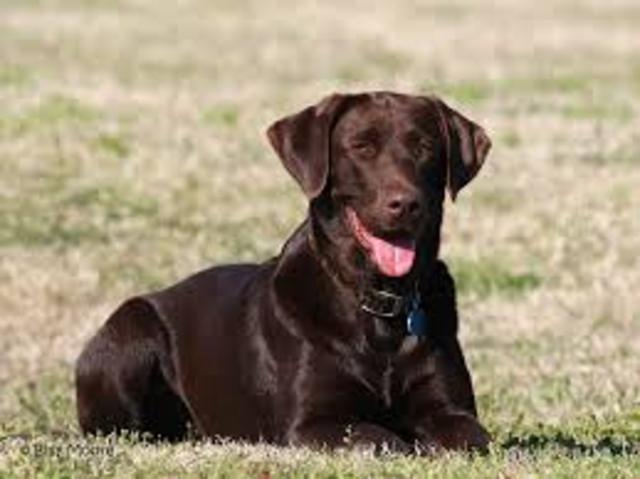 Chocolate Labs