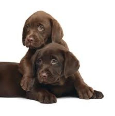 Azar blows up Ted Lavenders puppy