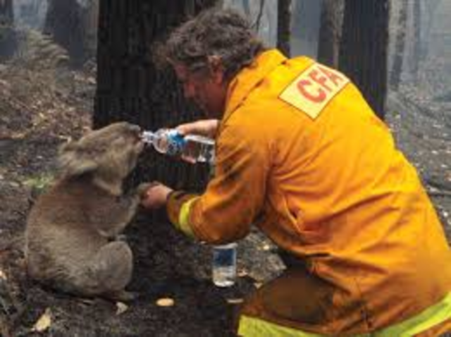 Black Saturday Bushfires
