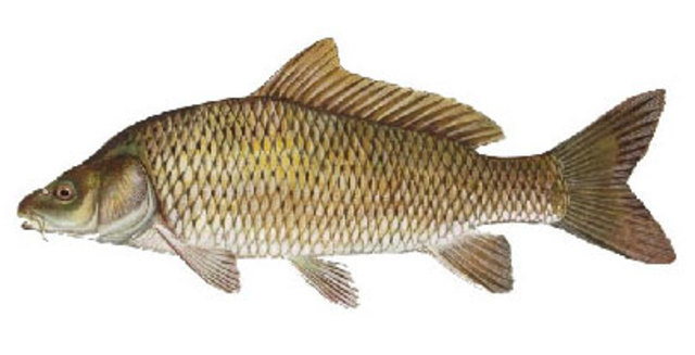 China, The Common Carp