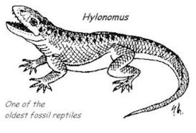 Earliest Reptiles Appear (300 million years)