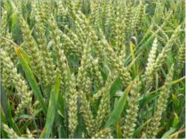 Green Revolution Begins