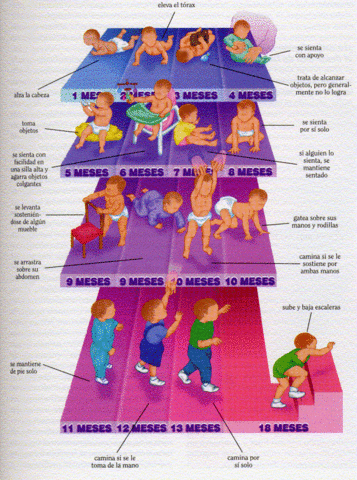 etapas del desarrollo psicomotriz