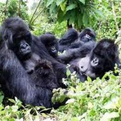 Timeline: S.O.S Gorilas Vicky Gallo and Pri Arslan