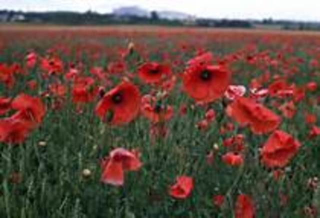 Poem: In Flanders Field