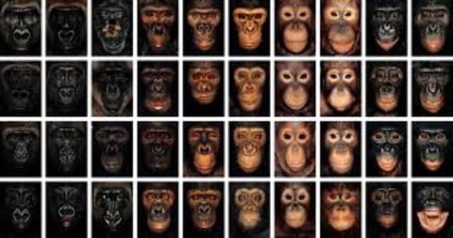 patrice le cuenta a Miranda la diferencia entre los gorilas y los chimpances