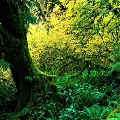 Timeline: S.O.S GORILAS JAZMIN MACFARLANE