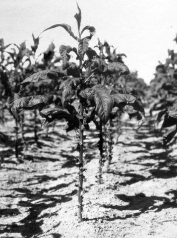 The Beginnning of Tobacco