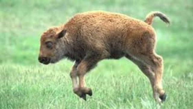 Rat Kiley kills a baby buffalo