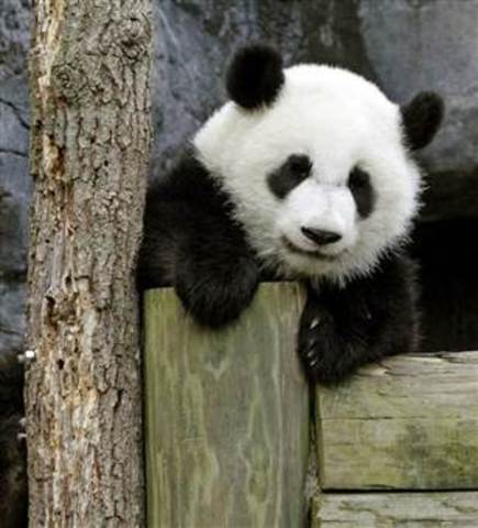 Giant Pandas come to US.