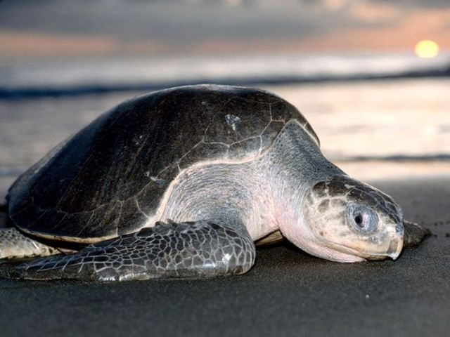 Morocco, Olive Ridley Sea Turtle