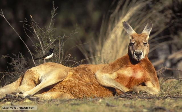Australia, Red Kangaroo