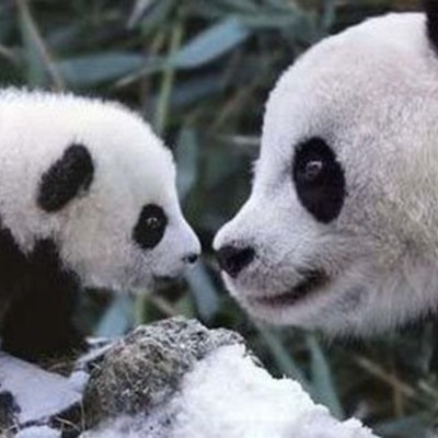 Timeline: Maltrato Animal