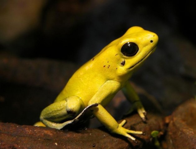 Brazil: Brazillian Golden Frog