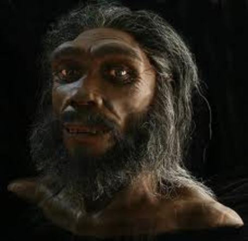 Homo neanderthalensis