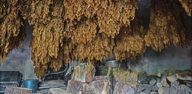 תחילת היצור ההמוני