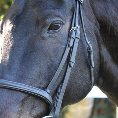 Timeline: Hendra Virus cases