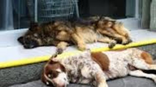 envenenamiento de los perritos