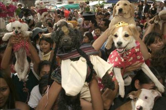 fundacion Mision Gay realiza fiesta de perros y gatos