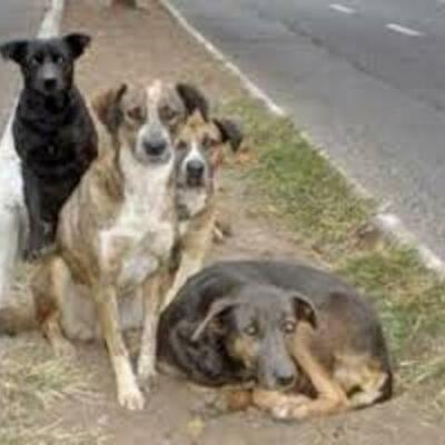 Timeline: Ploriferación Canina