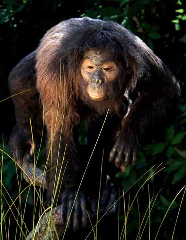 proconsul descubrimiento