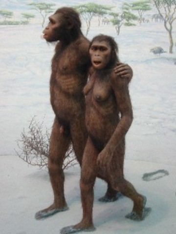 advanced australopithecus descubrimiento