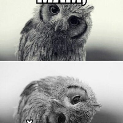 Timeline: money-manager