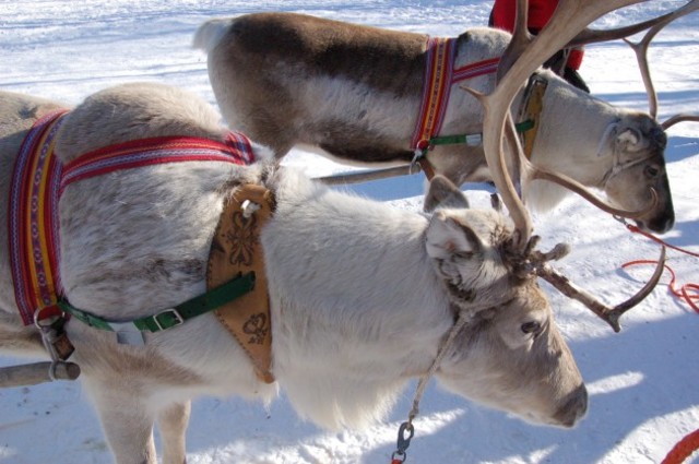 Ekke saab 50 põhjapõtra