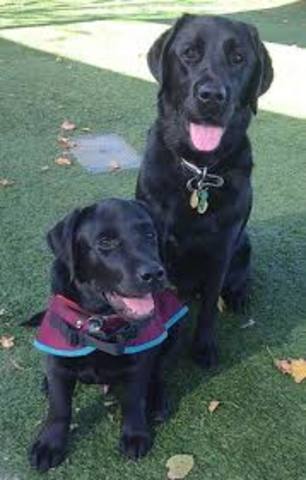 First Guide dog school established