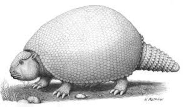 GLIPTODONTE (PELUDO)