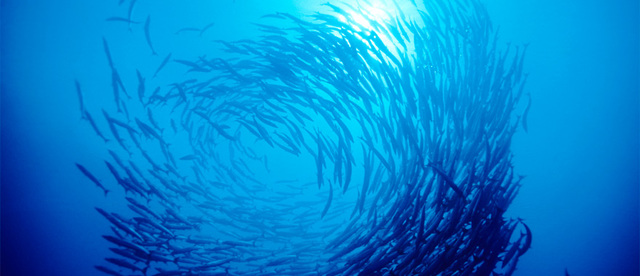 The Fisheries Conservation And Management Act of 1976: