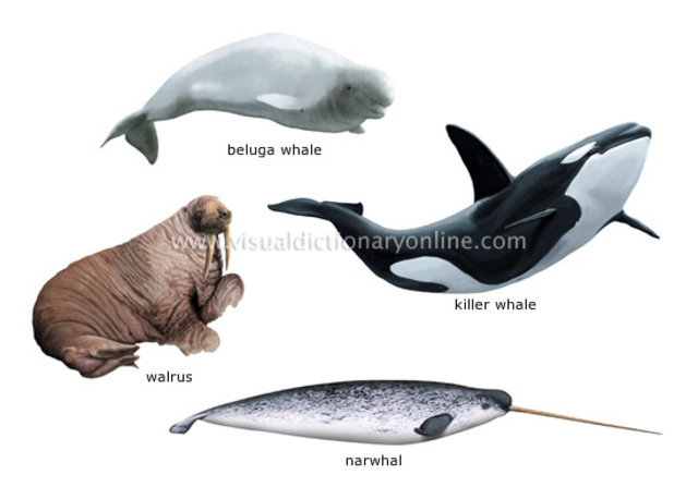 The Marine Mammal Protection Act of 1972: