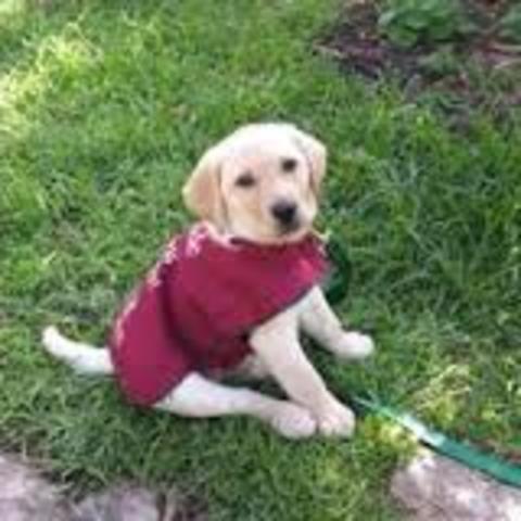 Guide dogs Perth expands into Victoria