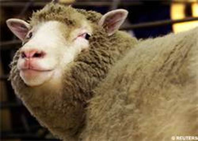 Cloning Sheep