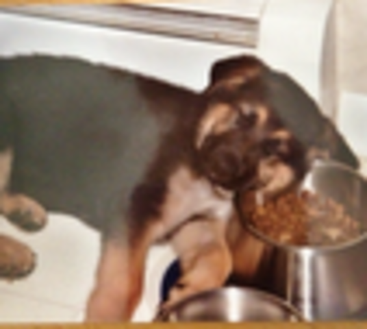 When we first got our old dog Tucker