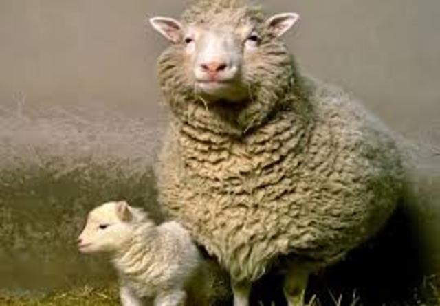 Clone Sheep