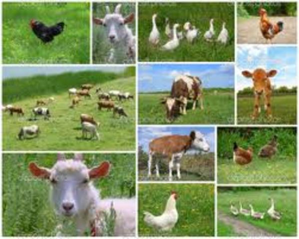 The animals are organized into groups by the pigs