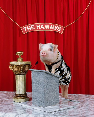 The pigs make all decisions regarding the farm