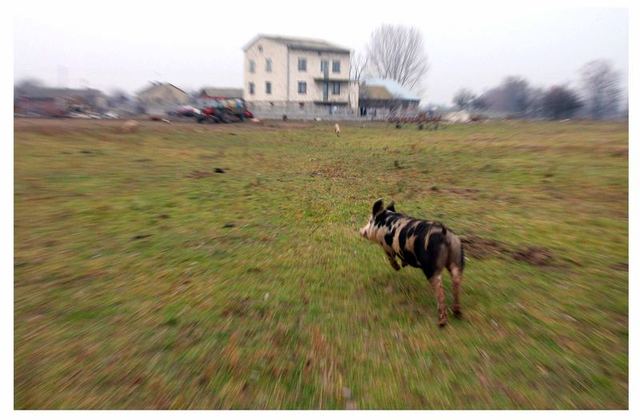 Snowball is expelled