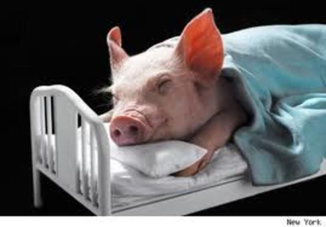 The pigs start sleeping in beds
