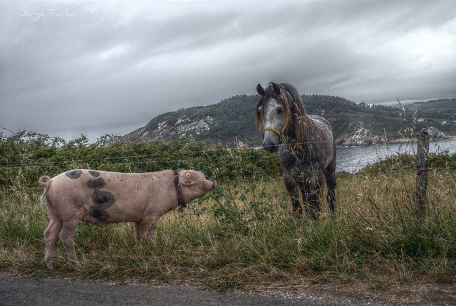 Pigs can pass before other animals