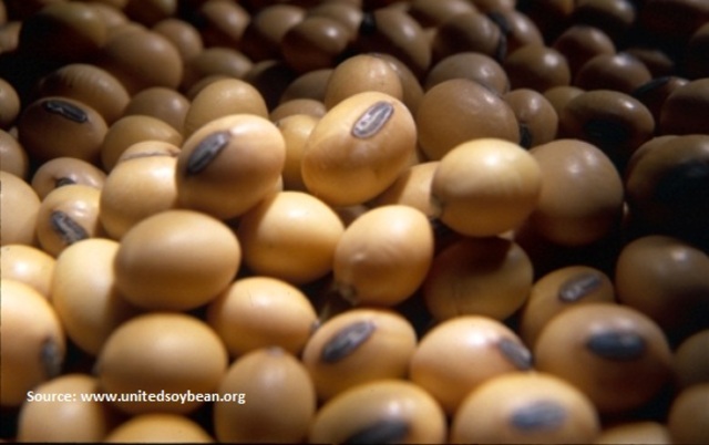 U.S. soybean prices slump